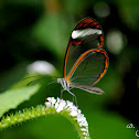 Oleria Clearwing