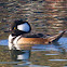 Hooded Merganser