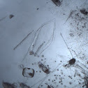 Siphonophore