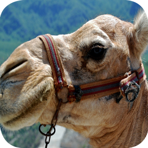 Camel Wallpapers.apk 2.0
