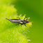 Tube-tail thrip