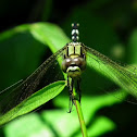 Green Skimmer
