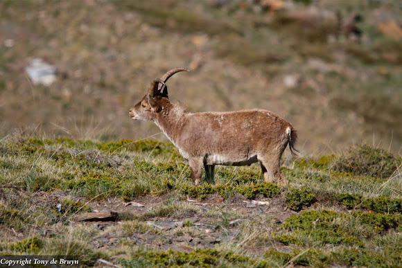 Spotting Image 1