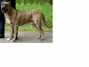 Vendo Cachorros Cimarrones