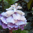 Ornamental Kale, Flowering Cabbage