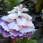 Ornamental Kale, Flowering Cabbage