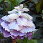 Ornamental Kale, Flowering Cabbage