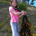 Bladder kelp