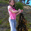 Bladder kelp