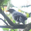 kalchura(Himalayan Whistling Thrush)  )