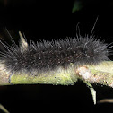 Moth caterpillar