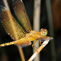 Ruddy Marsh Skimmer