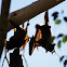 Little Red Flying Fox