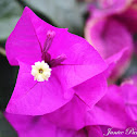 Bougainvillea