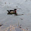 Wood Duck