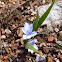 Crocus