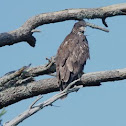 Immature Bald Eagle
