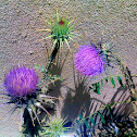 Milk thistle
