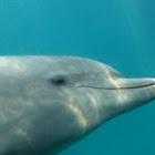 Dolphin🐬