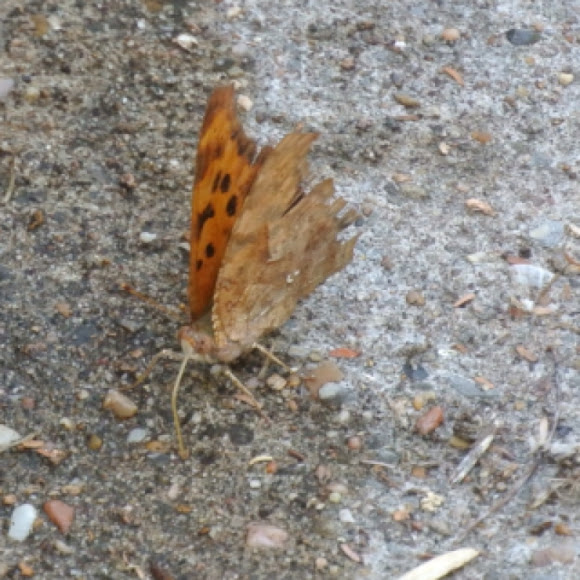 Spotting Image 1