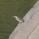 Indian Pond heron