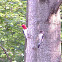 Red-Headed Woodpecker