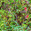 Zebra Longwing
