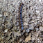 Millipede