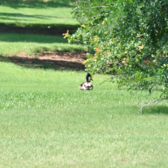Spotting Image 1