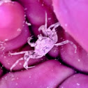 Horned Ghost Crab