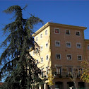 Atlaseko zedroa