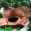 Rafflesia