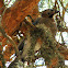 Arrendajo/Eurasian Jay