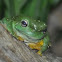 Magnificent Tree Frog