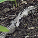 Male Eastern Water Dragons.