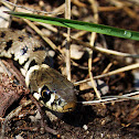 Grass snake
