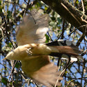 Mangrove Cuckoo