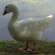 Embden Goose