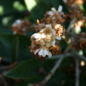 Honey Bee