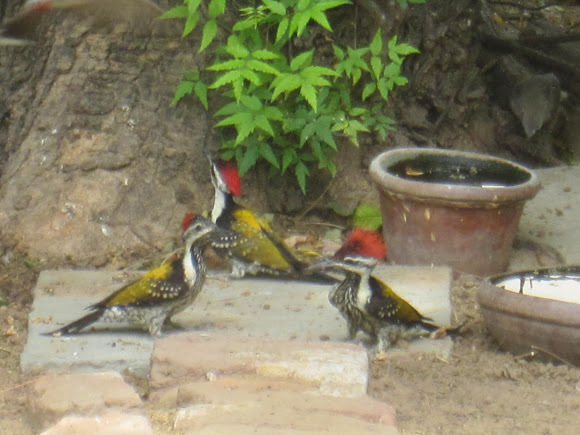 Spotting Image 1