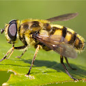 Myathropa florea (Totenkopfschwebfliege)