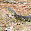 Yellow-spotted Monitor