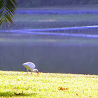 White Ibis