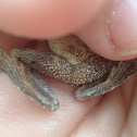 Northern cricket frog