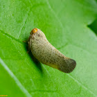 Planthopper