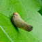 Planthopper