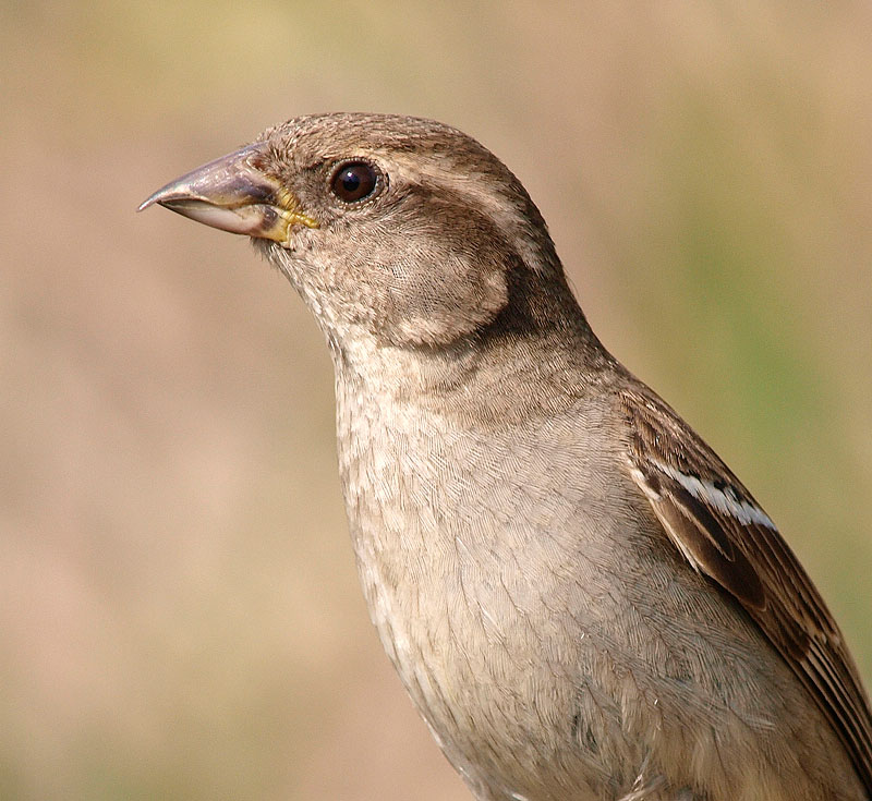 Gorrión común (House Sparrow)