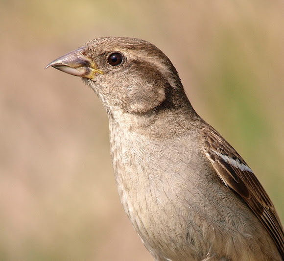 Spotting Image 1