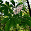Horse Chestnut
