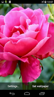 How to mod Pink Rose Video Live Wallpaper patch 3.0 apk for bluestacks